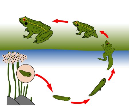 Стадии развития головастика лягушки