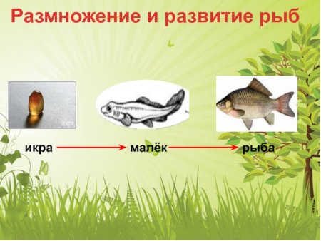 Схема развития рыбы
