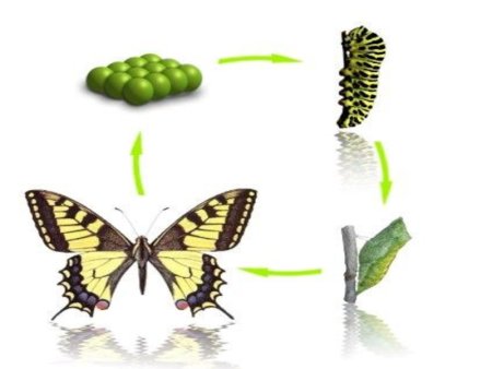 Процесс развития животных