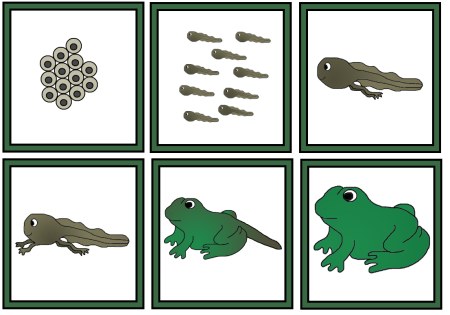 Жизненный цикл лягушки для детей