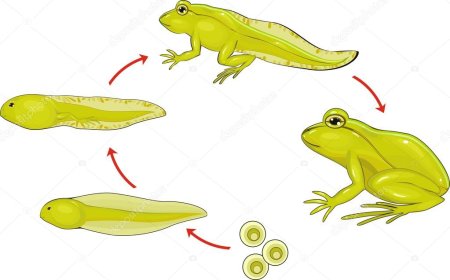 Цикл развития лягушки для детей