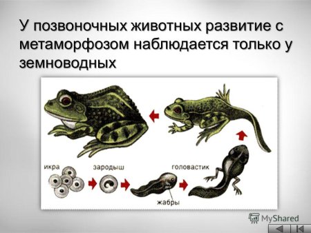 Развитие с метаморфозом у земноводных