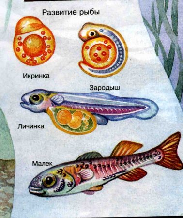 Этапы развития рыбы схема