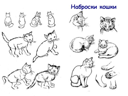 Изображение характера животных