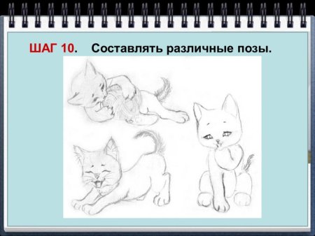 Котенок пропорции