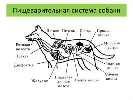 Пищеварительная дыхательная и выделительная системы собаки