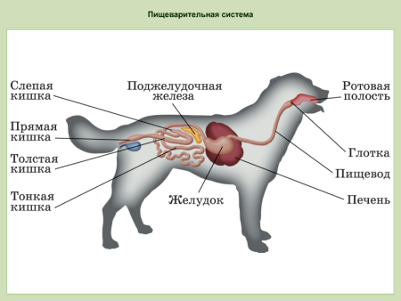 Органы пищеварительной системы животных