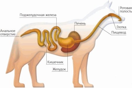 Анатомия пищеварительной системы собаки