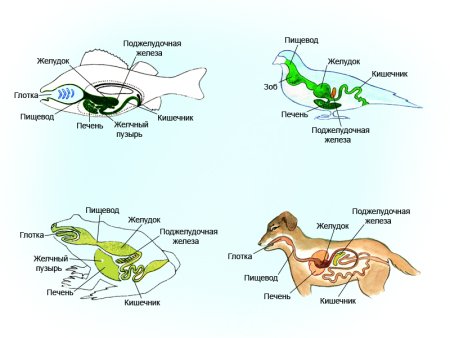 Пищеварительная система позвоночных схема