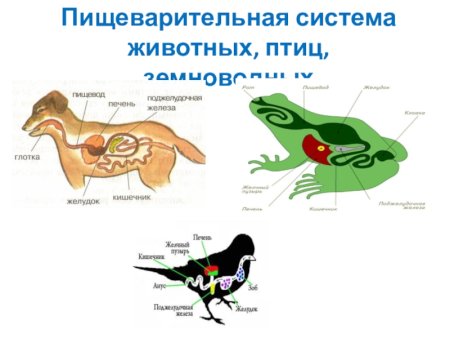 Пищеварительная система Живон