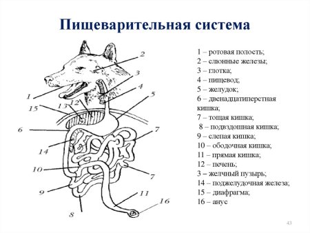 Схема пищеварительной системы животных