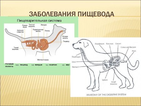 Строение пищеварительной системы животного
