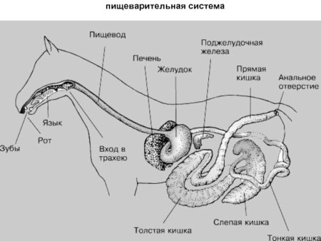 Строение пищеварительной системы лошади