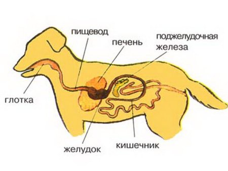 Система пищеварения собаки схема