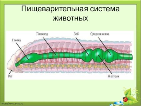 Пищеварительная система Живон