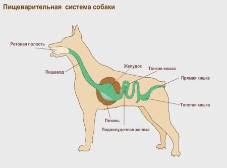 Система пищеварения собаки схема