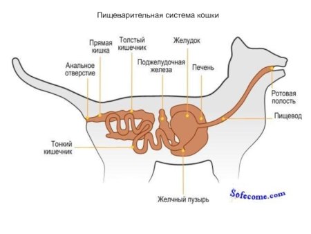 Строение пищеварительной системы кошки схема