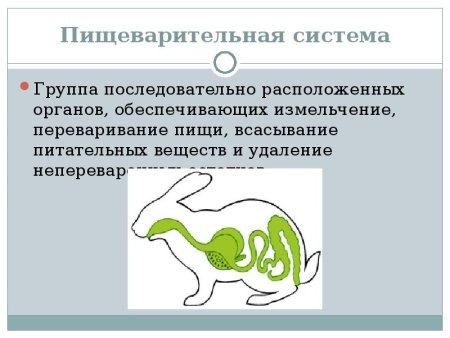 Строение пищеварительной системы животных