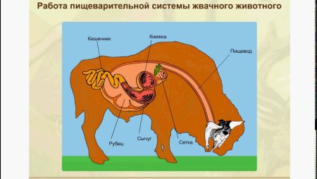 Отделы пищеварительной системы жвачных млекопитающих