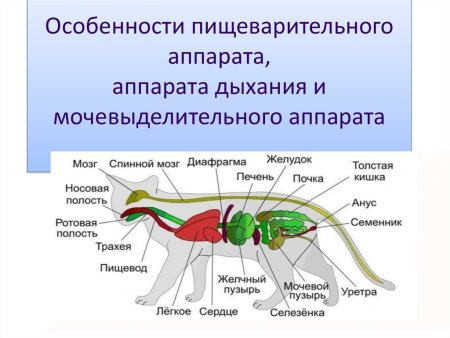 Схема пищеварительного аппарата лошади