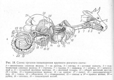 Пищеварительная система теленка схема