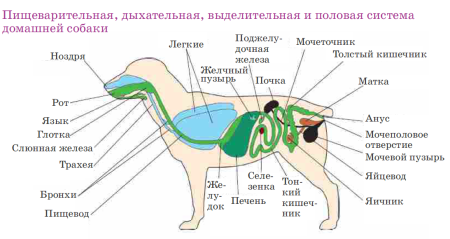 Пищеварительная дыхательная и выделительная системы собаки