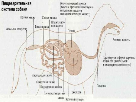 Строение пищеварительной системы собаки