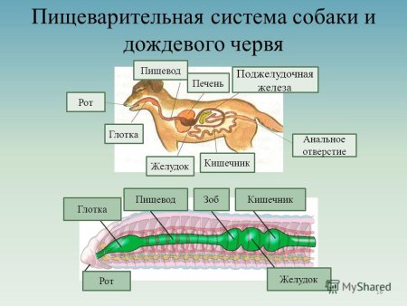 Пищеварительная система животных 6 класс