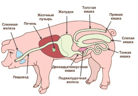 Пищеварительная система свиньи схема