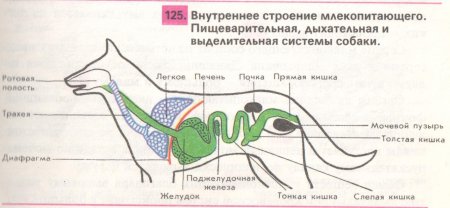 Пищеварительная система млекопитающих