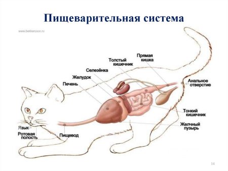 Пищеварительная система кошки схема