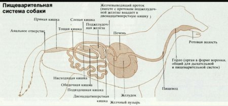 Строение пищеварительной системы собаки