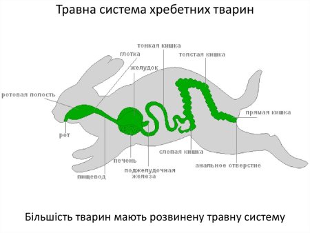 Схема строения пищеварительной системы кролика