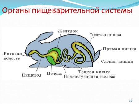Пищеварительная система млекопитающих 7 класс биология