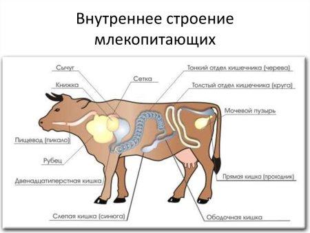 Пищеварительная система млекопитающих корова