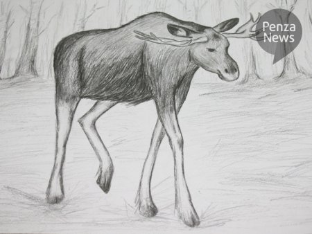 Животные Пензенского края рисунки