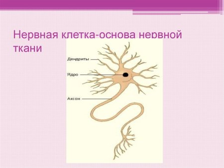 Нервная ткань рисунок