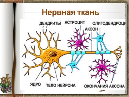 Строение нервной ткани человека рисунок