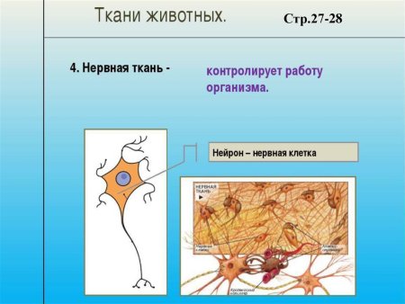 Строение нервной ткани животных