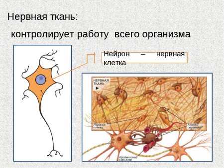 Строение нервной ткани животных