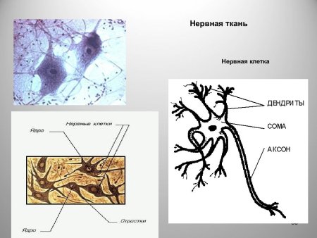 Нервная ткань рисунок анатомия