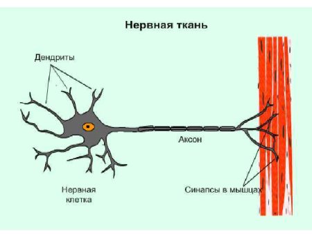 Строение нервной ткани человека рисунок