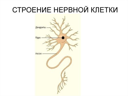 Рисунок строения клетки нервной ткани