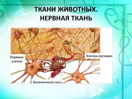 Клетки нервной ткани (животная клетка)