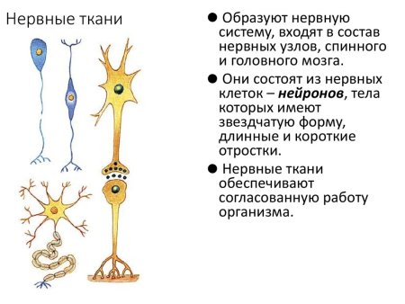 Строение нервной ткани животных