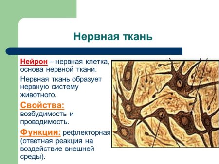 Функции нервной ткани животных