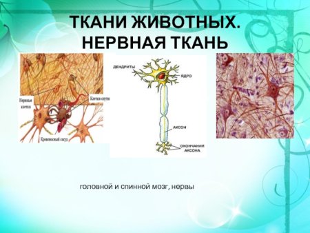 Строение нервной ткани животных 5 класс биология