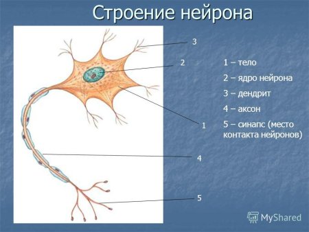 Строение нейрона анатомия