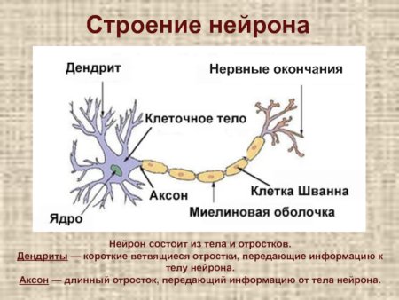 Нервная ткань Аксон строение