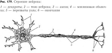 Нервная ткань схема Нейроны